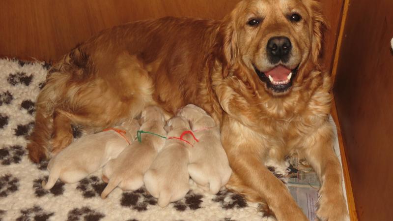 Elsa's puppies 3 days old