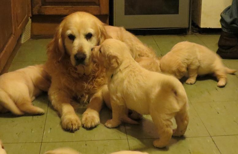 Emma and Pups