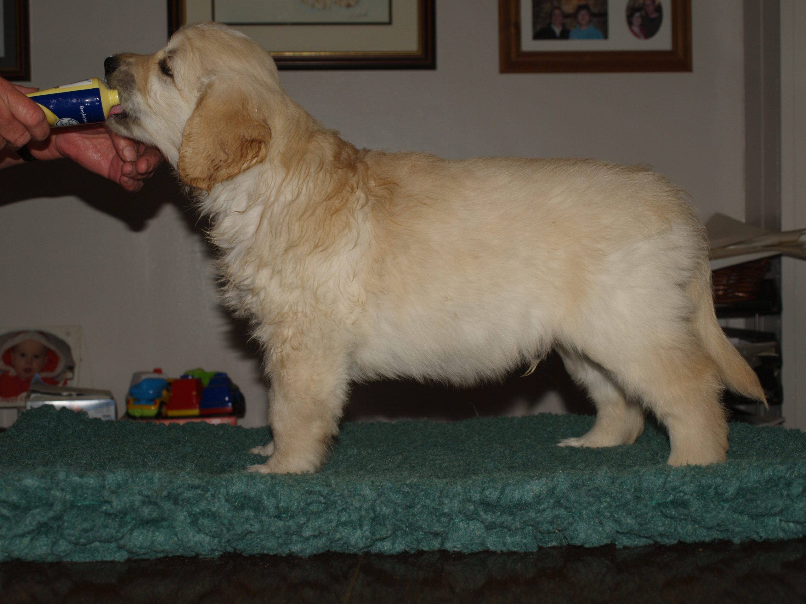 Harry at 7 weeks old.