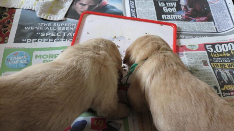 Two puppies feeding