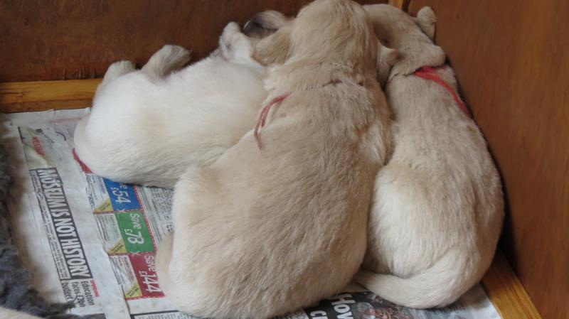 Group of pups asleep