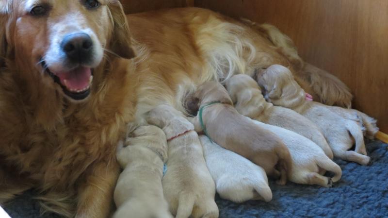 Keira and Puppies