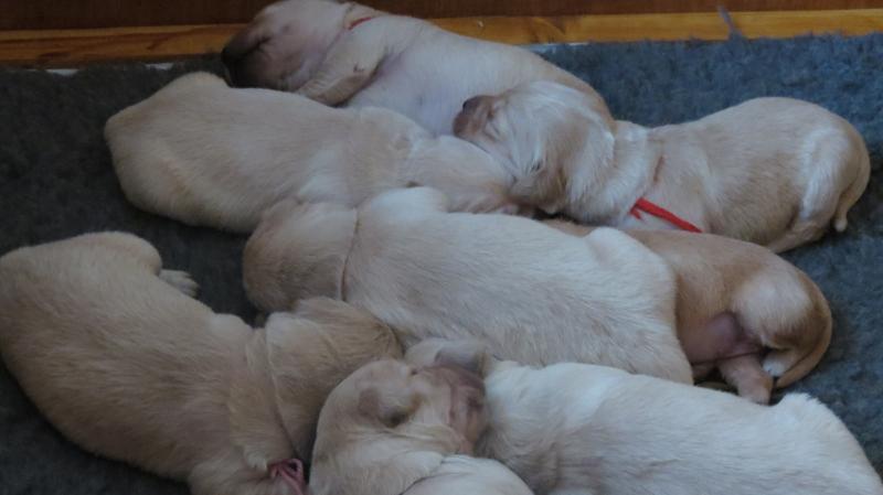 Keira's pups asleep.