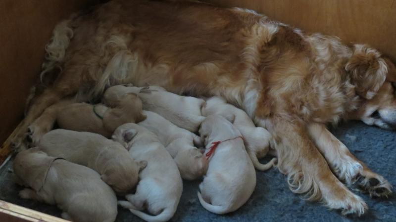 Keira's pups feeding