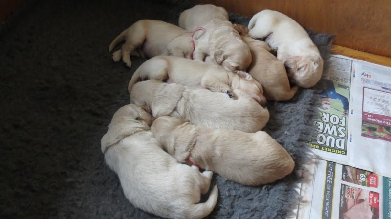 Pups sleeping at 2.5 weeks