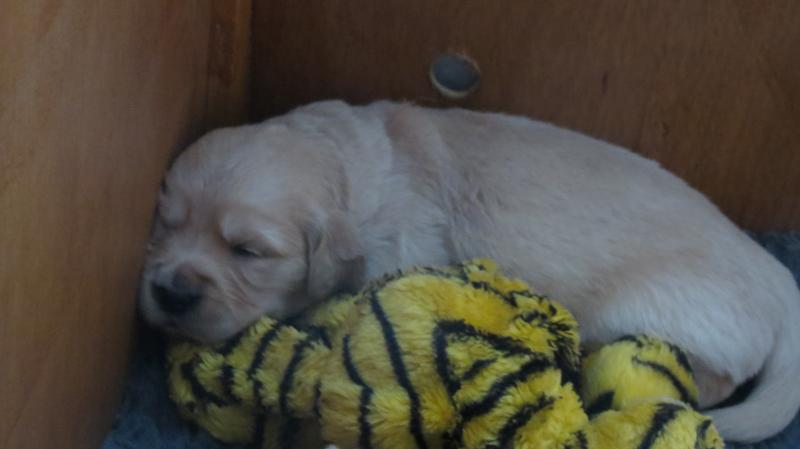 Pup with toy