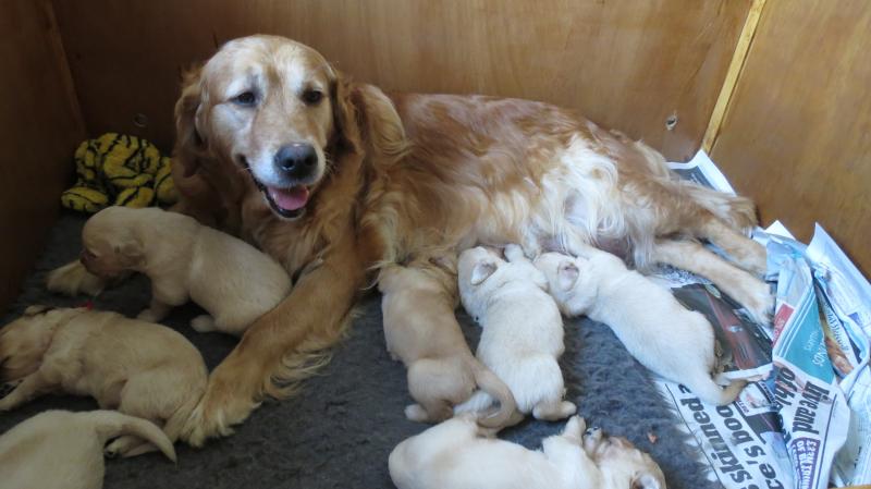 Keira in whelping box with pups