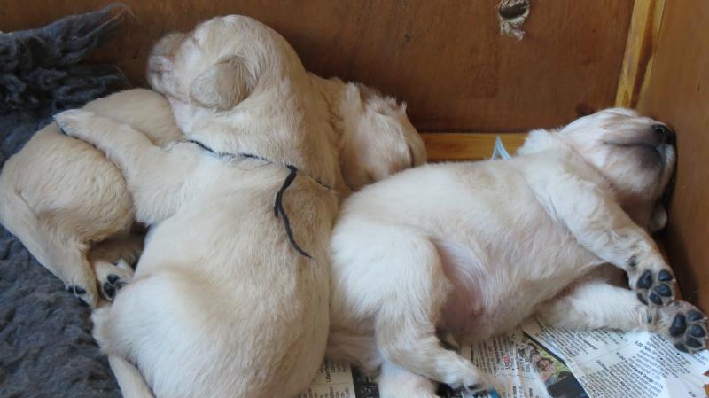 The puppies are 3 weeks old today.