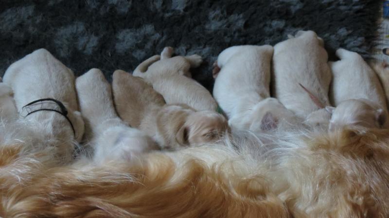 Keira's pups 7
