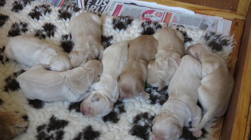 Keira's pups 8