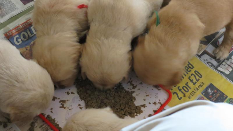Group of pups