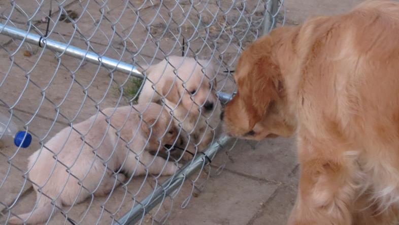 puppies say hello 