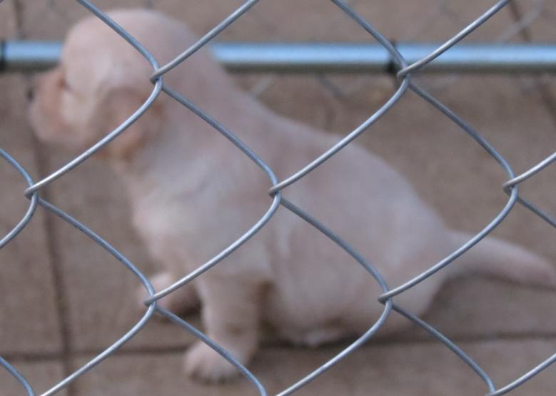 A puppy in the garden