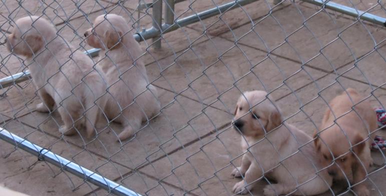 more puppies in the garden