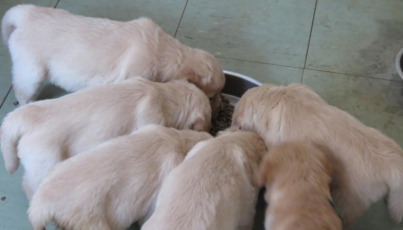 Group of pups feeding