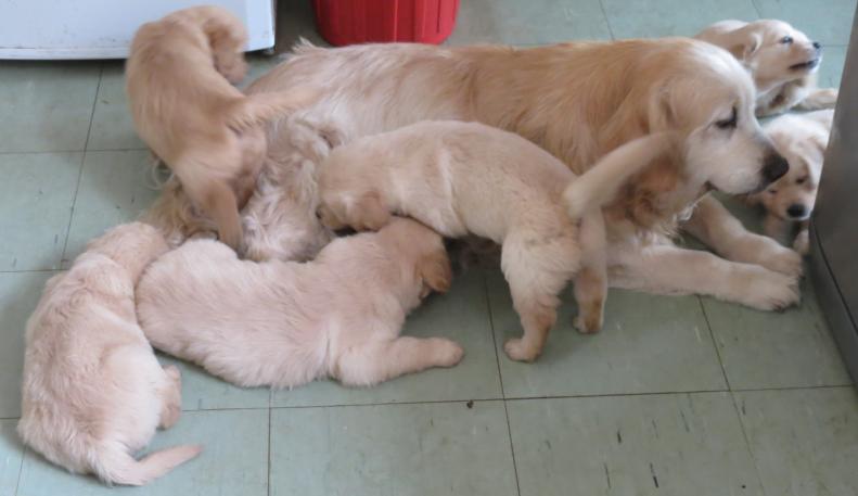 Emma and Pups