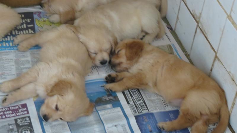 pups at 6 weeks