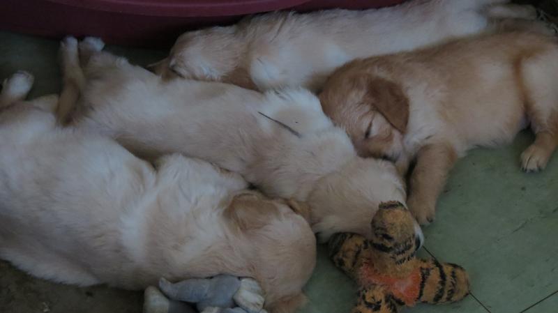 puppies asleep