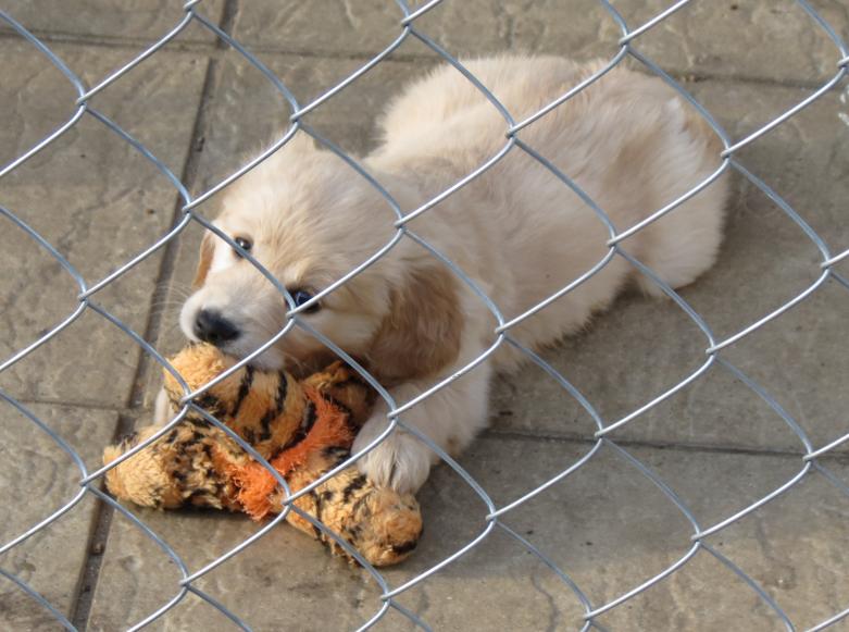 Puppy with a toy in garden