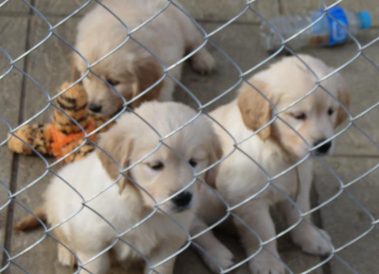 Puppies looking at the dogs.