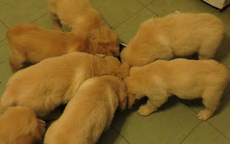 Puppies feeding