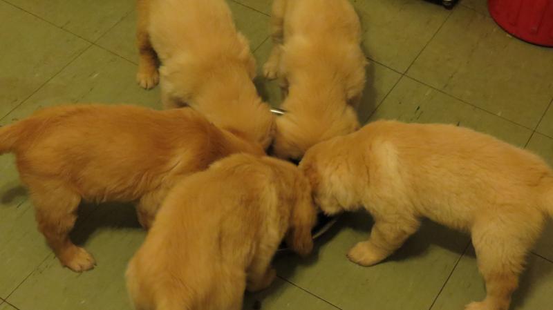 Pups eating