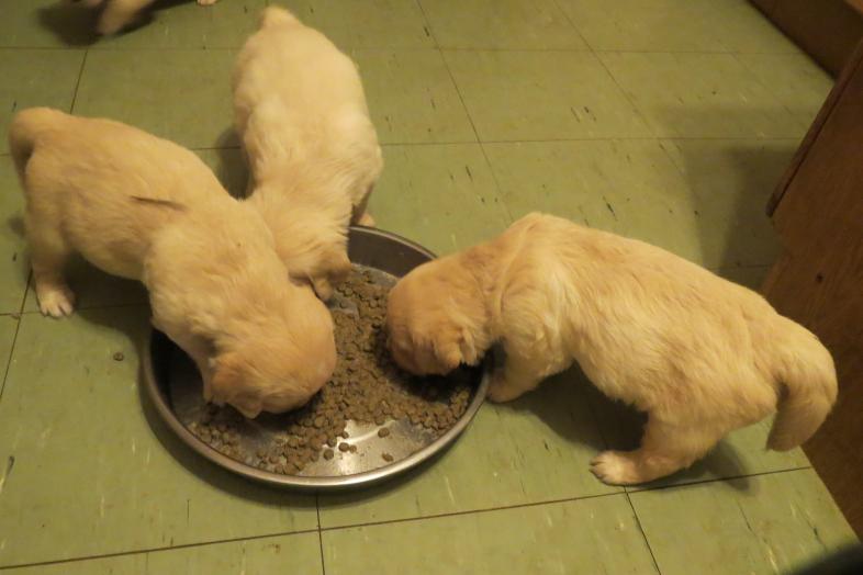 puppies lunch