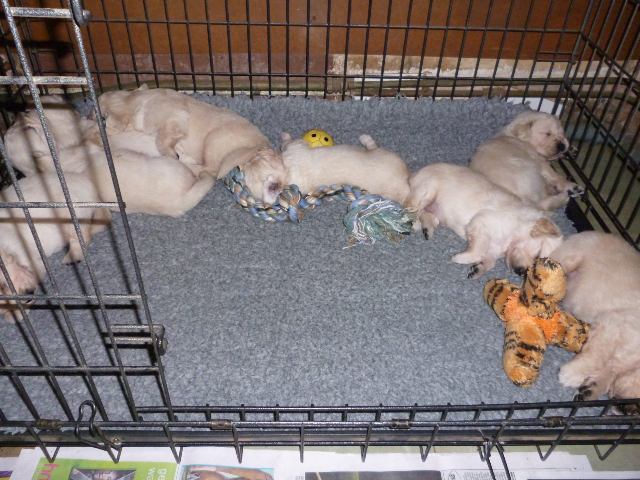 sleeping in the crate