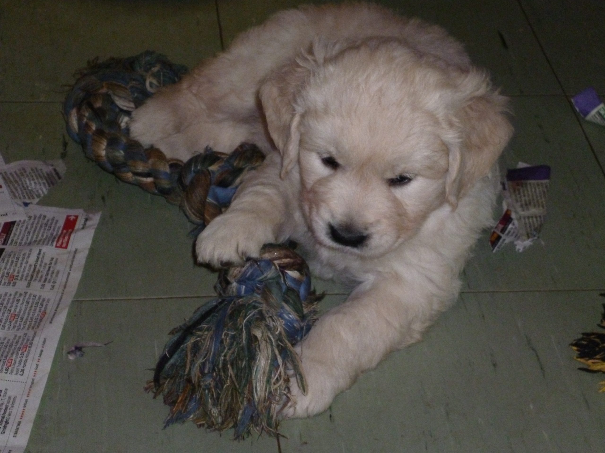 Dog Puppy at 6 Weeks