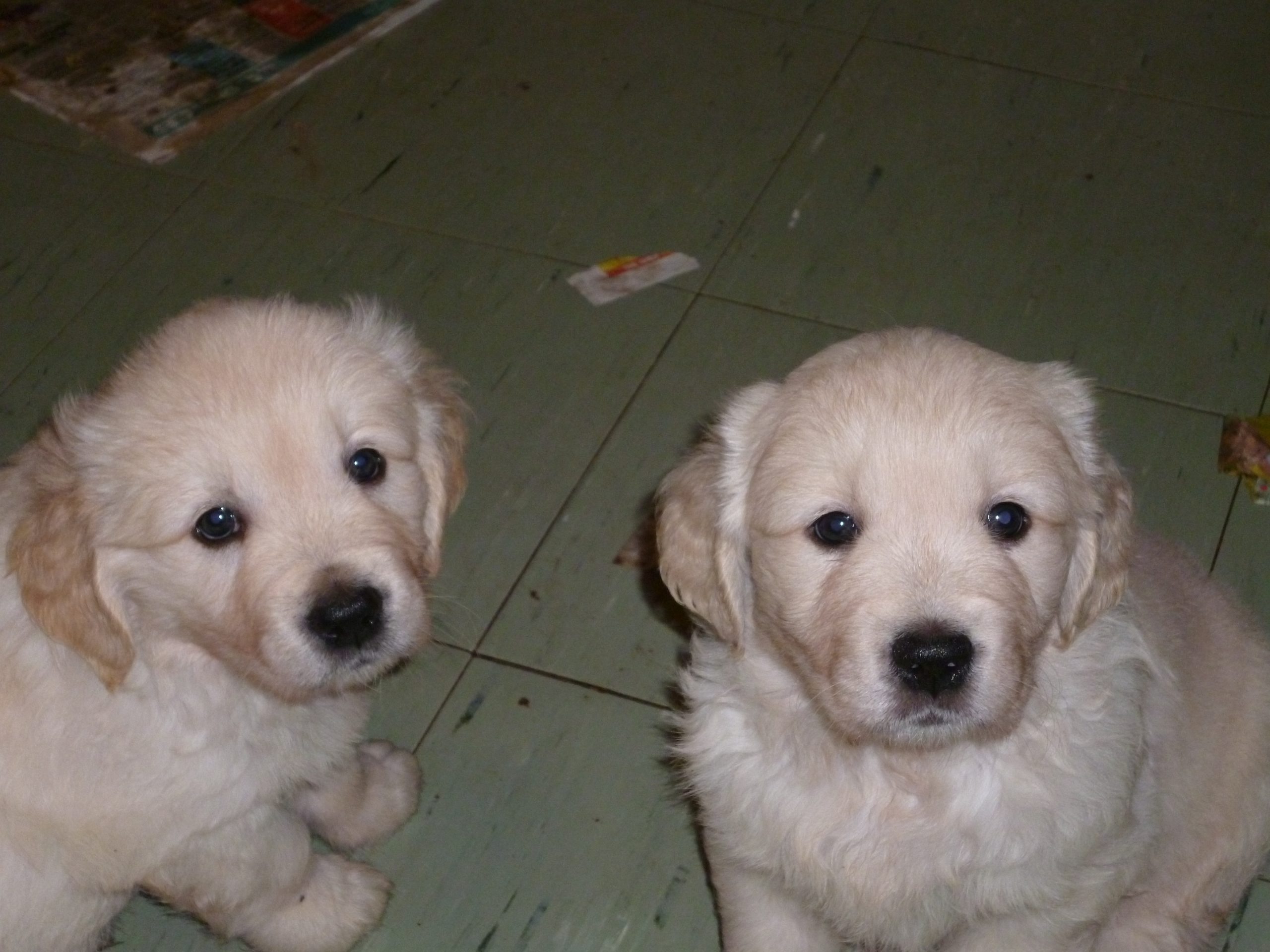 2 Puppies at 6.5 Weeks