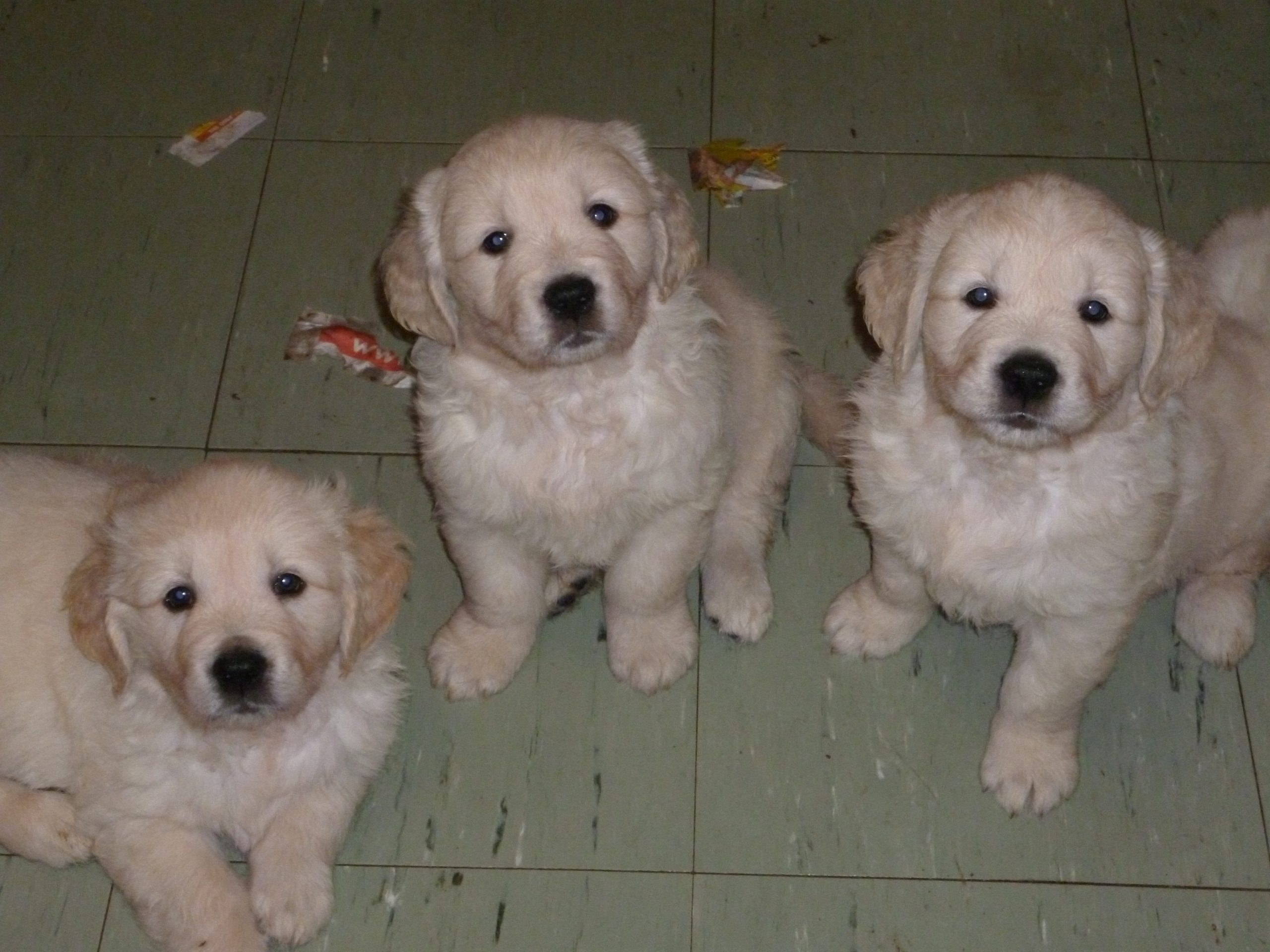 Three other puppies