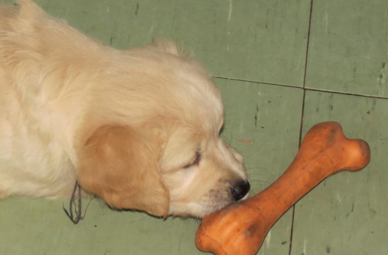 playing with bone
