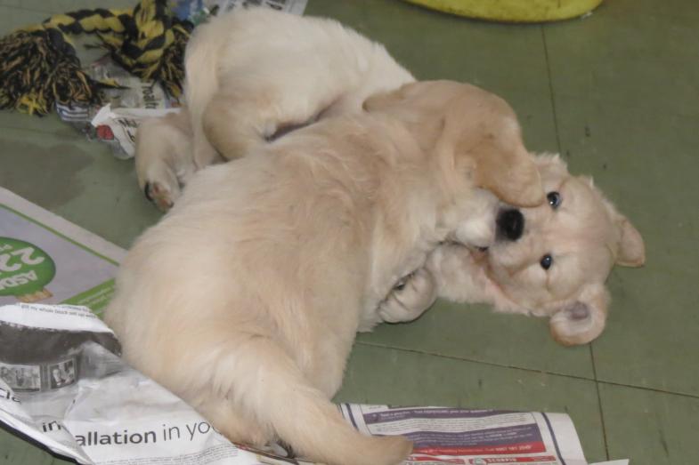 pups playing