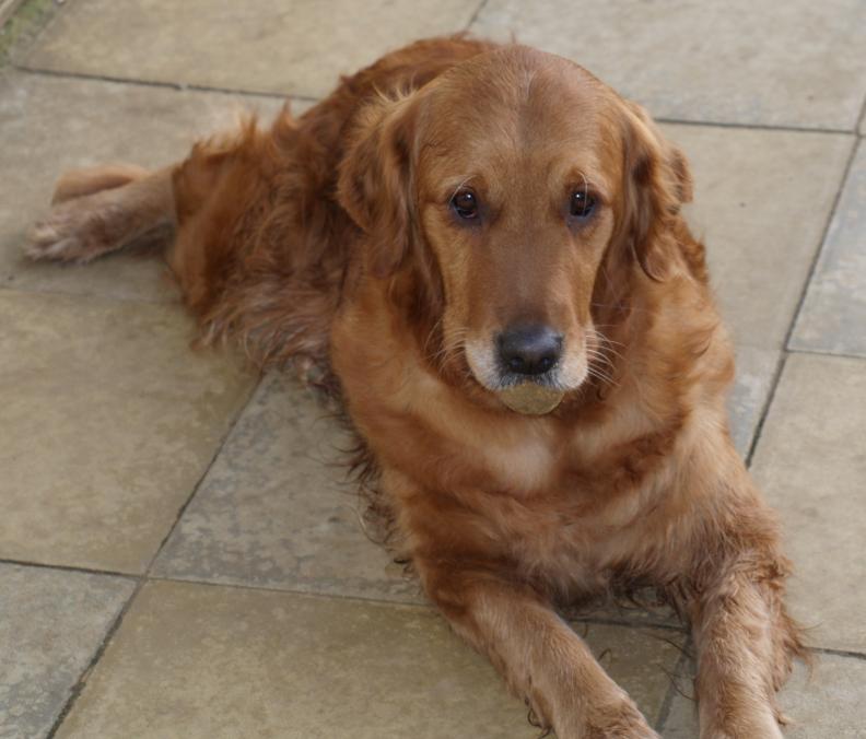 Sasha relaxing.