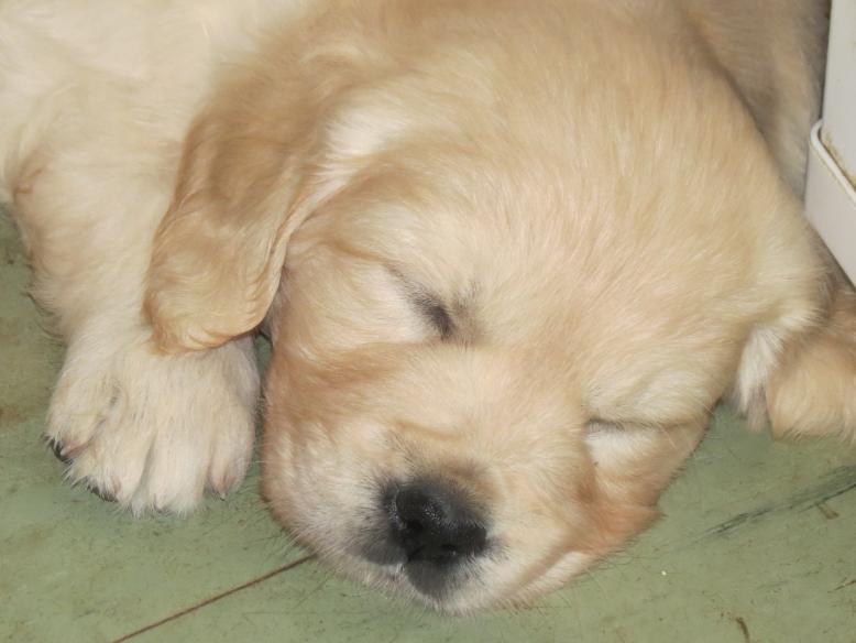 Sleeping puppy