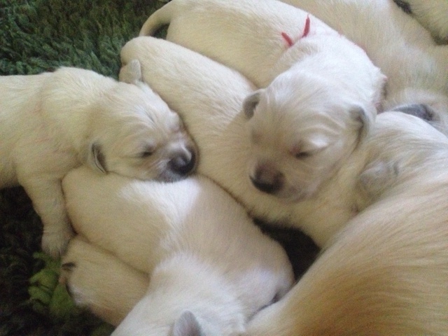 Sophie's pups 12 days old