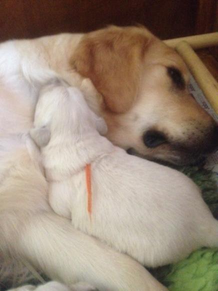 Sophie and Pup asleep