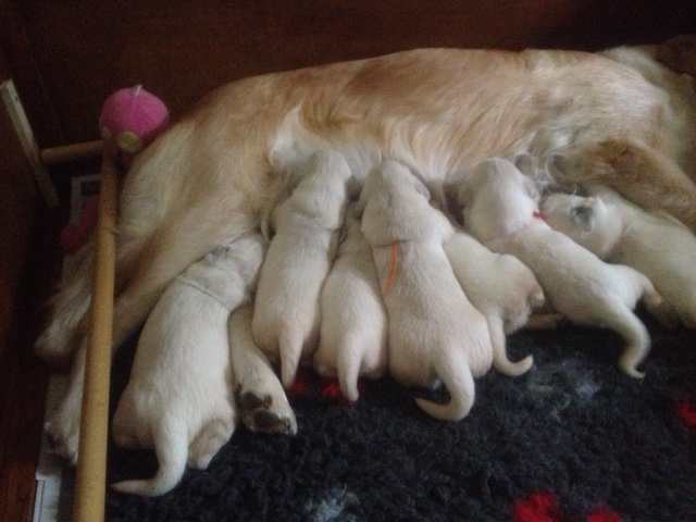 Sophie's pups 13 days old.