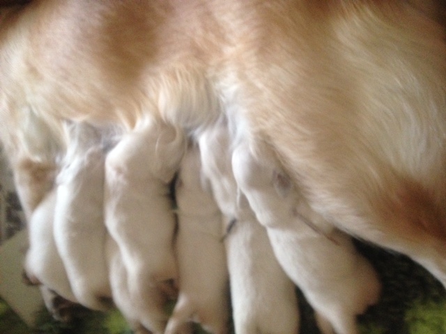 Sophie's pups 14 days old