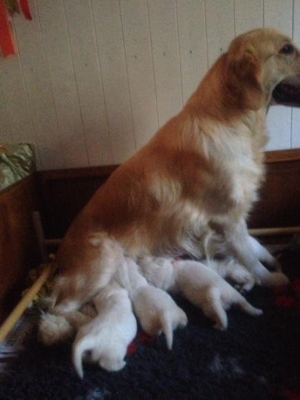 Sophie's pups 2 weeks old