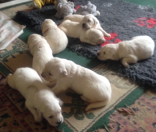 Sophie's pups 16 days old