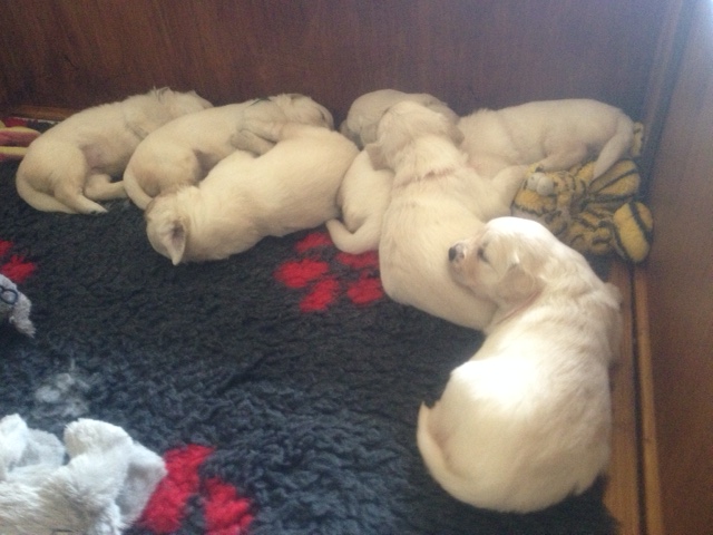 sophie's pups 23 days old