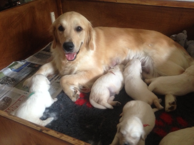 Sophie's pups 3 weeks old