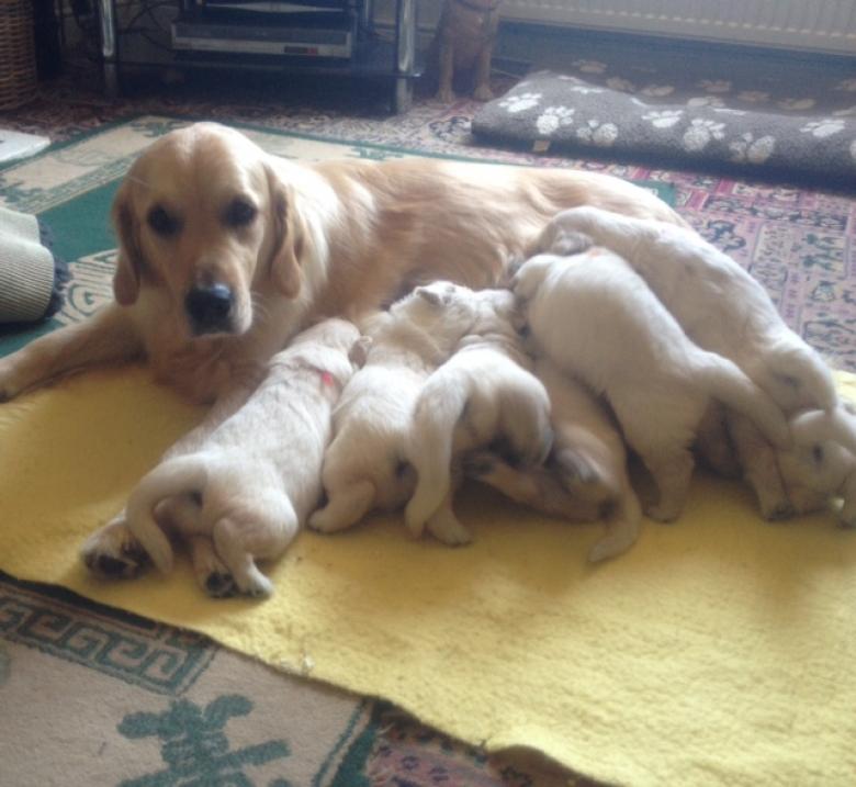 Sophie's pups 25 days old