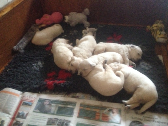 Sophie's pups 24 days old