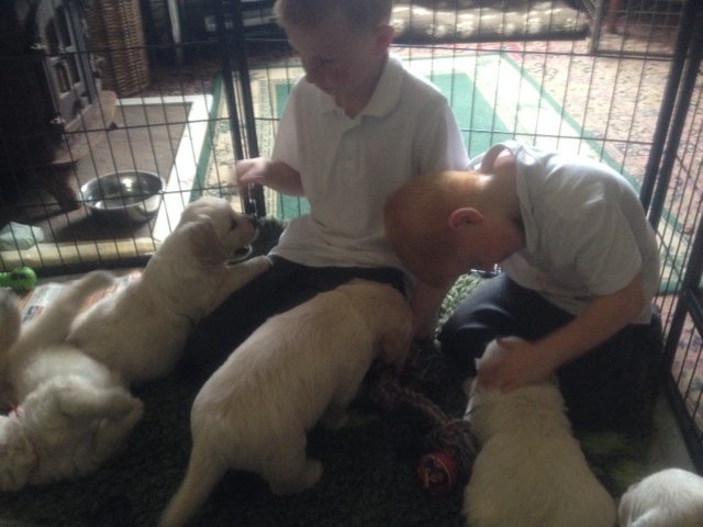 Sophie's pups and boys1