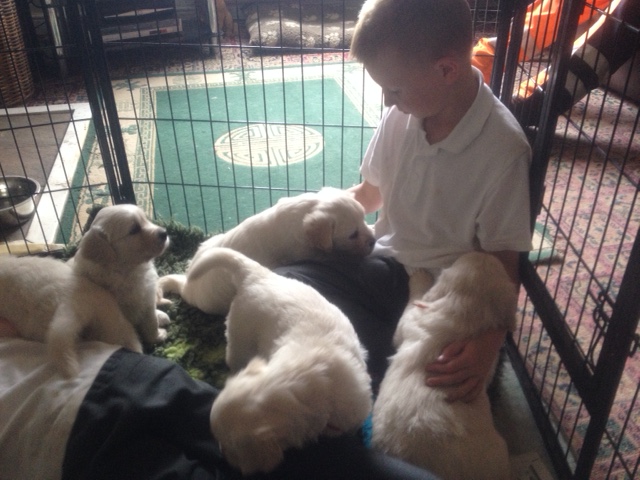 Sophie's pups and boys2