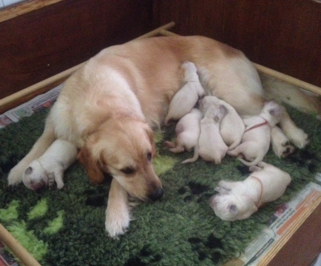 Sophie's pups 4 days old