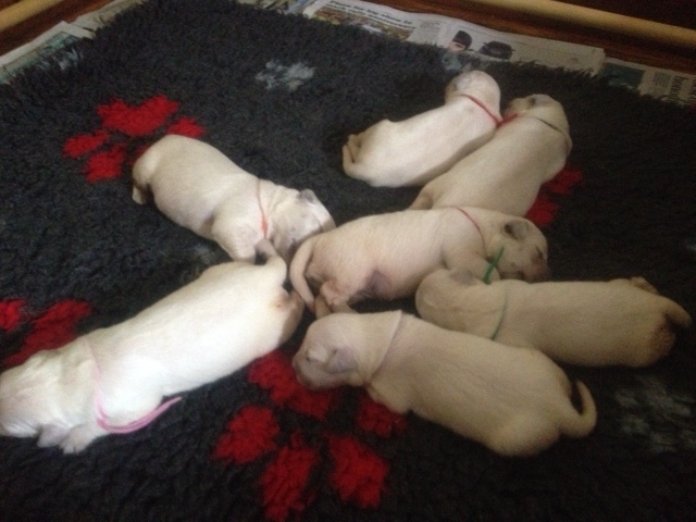 Sophie's pups 5 days old