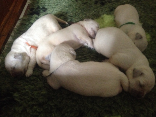 Sophie's pups 1 weeks old